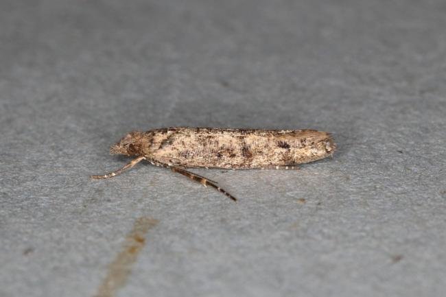 Ypsolopha ustella, adult. Ouston, 26-11-2019. Copyright Verna Atkinson.