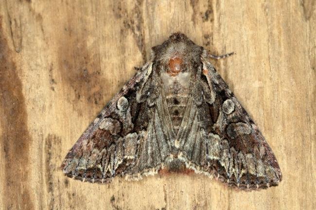 Pale-shouldered Brocade (Lacanobia thalassina), adult. Ouston, 26-05-2019. Copyright Verna Atkinson.