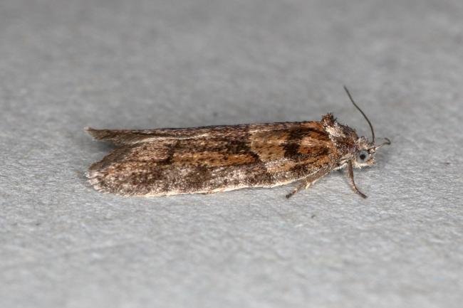 Tortricodes alternella, adult. Ouston, 23-01-2020. Copyright Verna Atkinson.