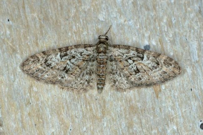 Oak-tree Pug (Eupithecia dodoneata), adult. Ouston, 08-05-2020. Copyright Verna Atkinson.