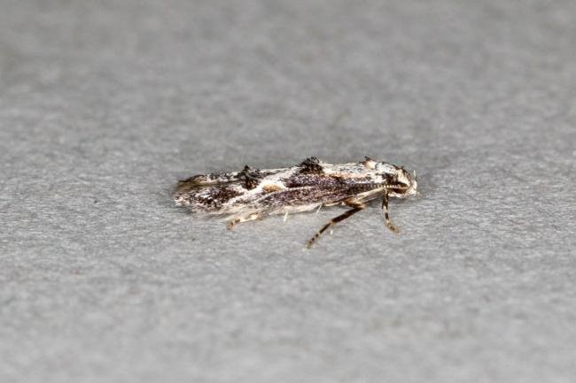 Blastodacna hellerella, adult. Ouston, 26-06-2020. Copyright Verna Atkinson.