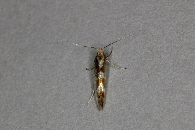 Argyresthia pygmaeella, adult. Ouston, 08-07-2020. Copyright Verna Atkinson.