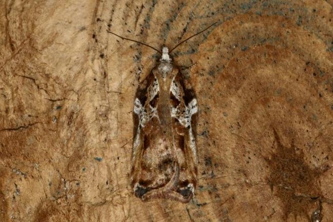 Acleris cristana, adult. Ouston, 16-02-2021. Copyright Verna Atkinson.