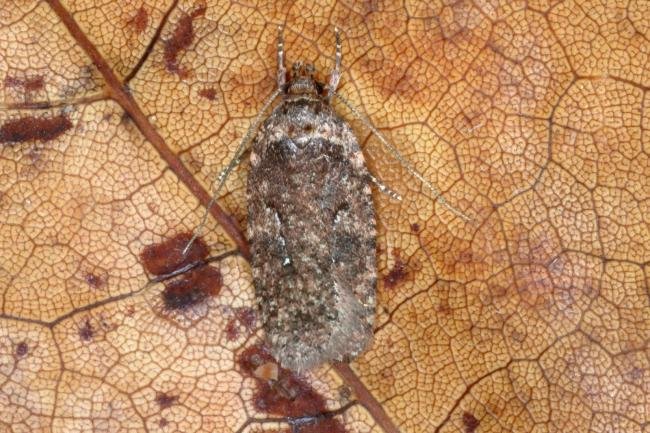 Agonopterix heracliana/ciliella (Agonopterix heracliana/ciliella), adult. Ouston, 23-03-2016. Copyright Verna Atkinson.