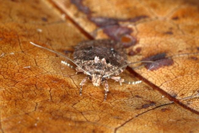 Agonopterix heracliana/ciliella (Agonopterix heracliana/ciliella), adult. Ouston, 23-03-2016. Copyright Verna Atkinson.