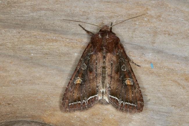 Bright-line Brown-eye (Lacanobia oleracea), adult. Ouston, 25-05-2021. Copyright Verna Atkinson.