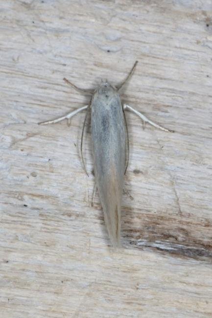 Elachista argentella, adult. Ouston, 03-06-2016. Copyright Verna Atkinson.