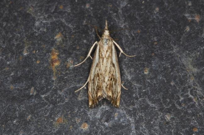 Catoptria falsella, adult. Ouston, 12-07-2021. Copyright Verna Atkinson.