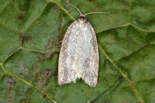 Timothy Tortrix (Zelotherses paleana), adult. Ouston, 09-06-2016. Copyright Verna Atkinson.