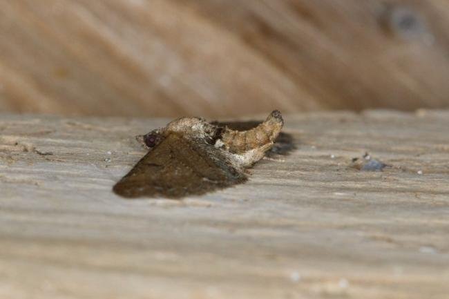 Currant Pug (Eupithecia assimilata), adult. Ouston, 10-08-2021. Copyright Verna Atkinson.