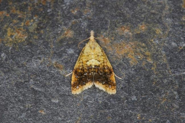Pseudargyrotoza conwagana, adult. Ouston, 25-09-2021. Copyright Verna Atkinson.