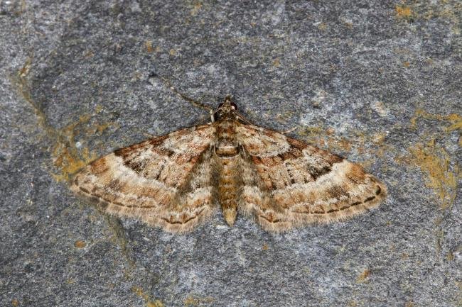 Double-striped Pug (Gymnoscelis rufifasciata), adult. Ouston, 14-04-2022. Copyright Verna Atkinson.