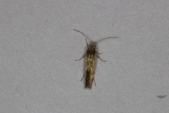 Dyseriocrania subpurpurella, adult. Ouston, 02-05-2022. Copyright Verna Atkinson.