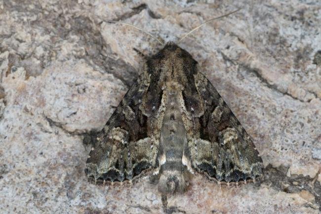 Pale-shouldered Brocade (Lacanobia thalassina), adult. Ouston, 21-06-2022. Copyright Verna Atkinson.