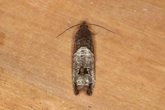 Notocelia roborana, adult. Ouston, 01-08-2022. Copyright Verna Atkinson.