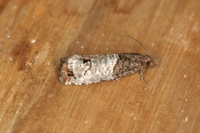 Notocelia roborana, adult. Ouston, 01-08-2022. Copyright Verna Atkinson.