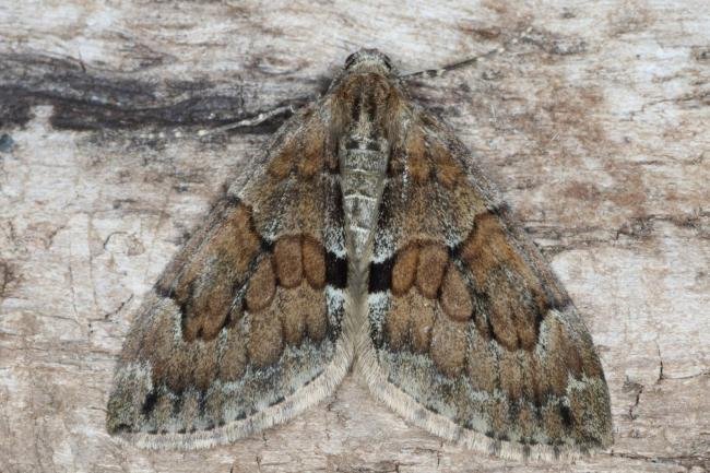 Grey Pine Carpet (Thera obeliscata), adult. Ouston, 02-09-2016. Copyright Verna Atkinson.