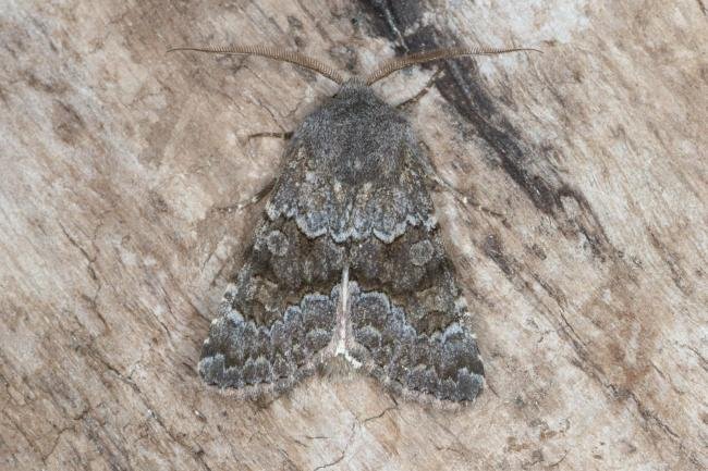 Northern Deep-brown Dart (Aporophyla lueneburgensis), adult. Ouston, 15-09-2016. Copyright Verna Atkinson.