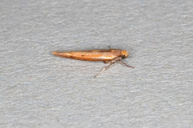 Zelleria hepariella, adult. Ouston, 19-03-2017. Copyright Verna Atkinson.