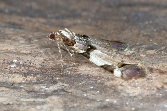 Streamer (Anticlea derivata), adult. Ouston, 29-04-2017. Copyright Verna Atkinson.