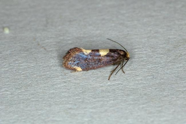 Incurvaria oehlmanniella, adult. Ouston, 04-06-2019. Copyright Verna Atkinson.