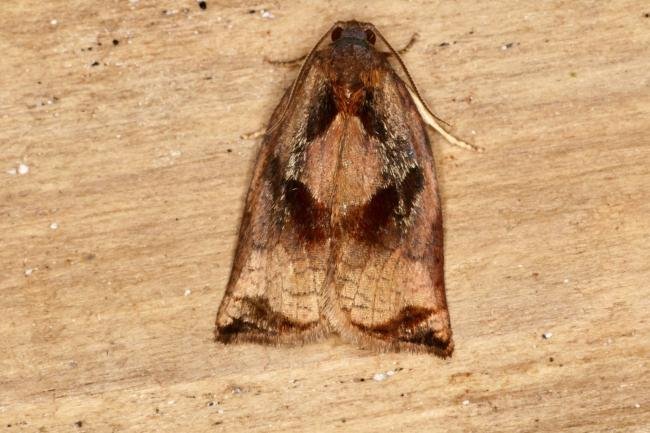 Large Fruit-tree Tortrix (Archips podana), adult. Ouston, 27-06-2020. Copyright Verna Atkinson.