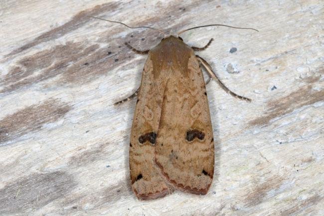 Large Yellow Underwing (Noctua pronuba), adult. Ouston, 09-06-2016. Copyright Verna Atkinson.