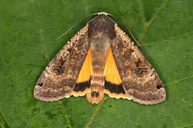 Large Yellow Underwing (Noctua pronuba), adult. Ouston, 13-06-2016. Copyright Verna Atkinson.