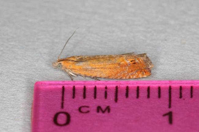 Lathronympha strigana, adult. Ouston, 14-06-2017. Copyright Verna Atkinson.