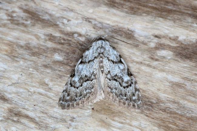 Least Black Arches (Nola confusalis), adult. Ouston, 20-04-2017. Copyright Verna Atkinson.