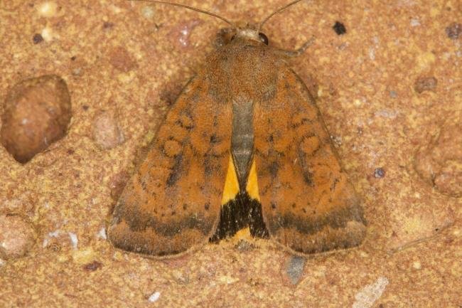 Least Yellow Underwing (Noctua interjecta), adult. Ouston, 07-08-2021. Copyright Verna Atkinson.