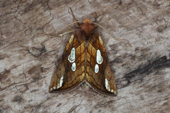 Lempke's Gold Spot (Plusia putnami), adult. Ouston, 01-08-2016. Copyright Verna Atkinson.