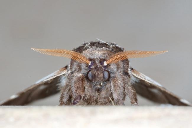 Lesser Swallow Prominent (Pheosia gnoma), adult. Ouston, 14-08-2019. Copyright Verna Atkinson.