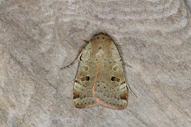 Lesser Yellow Underwing (Noctua comes), adult. Ouston, 30-06-2021. Copyright Verna Atkinson.