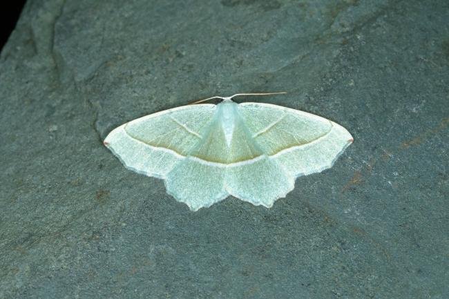 Light Emerald (Campaea margaritaria), adult. Ouston, 26-06-2018. Copyright Verna Atkinson.