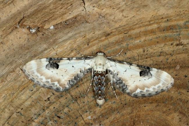 Lime-speck Pug (Eupithecia centaureata), adult. Ouston, 09-06-2020. Copyright Verna Atkinson.