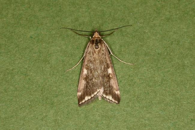 Loxostege sticticalis, adult. Ouston, 05-09-2022. Copyright Verna Atkinson.