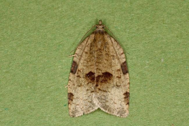 Lozotaenia forsterana, adult. Ouston, 09-06-2022. Copyright Verna Atkinson.