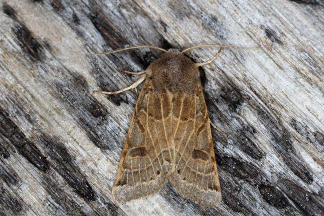 Lunar Underwing (Anchoscelis lunosa), adult. Ouston, 01-10-2015. Copyright Verna Atkinson.