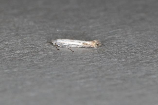 Apple Leaf Miner (Lyonetia clerkella), adult. Ouston, 14-06-2017. Copyright Verna Atkinson.