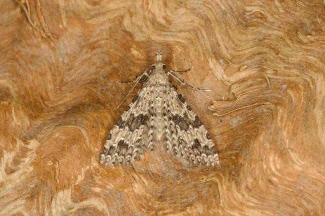 Many-plumed Moth (Alucita hexadactyla), adult. Ouston, 15-04-2022. Copyright Verna Atkinson.