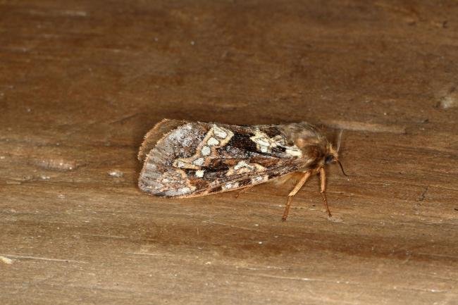 Map-winged Swift (Korscheltellus fusconebulosa), adult. Ouston, 18-06-2020. Copyright Verna Atkinson.