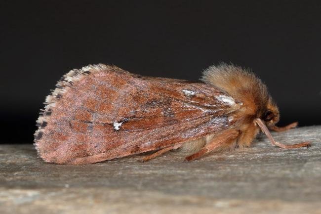 Map-winged Swift (Korscheltellus fusconebulosa) f. gallicus, adult. Ouston, 18-06-2019. Copyright Verna Atkinson.