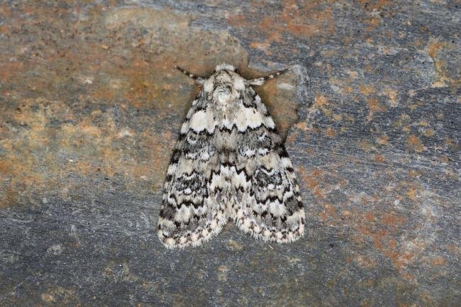 Marbled Beauty (Bryophila domestica), adult. Ouston, 22-06-2023. Copyright Verna Atkinson.