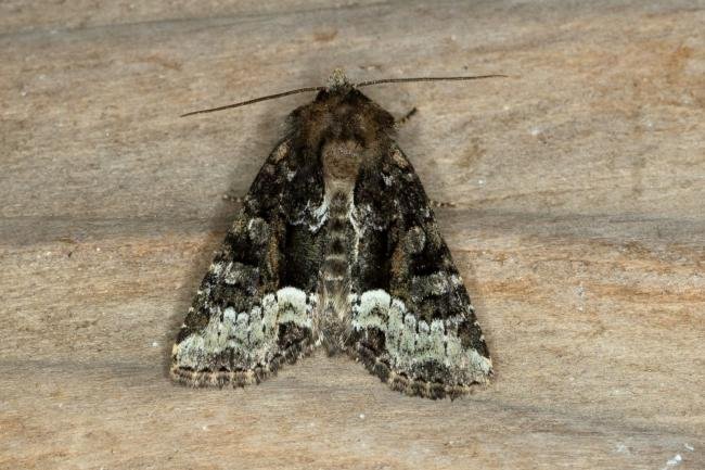 Marbled Minor agg. (Oligia strigilis agg.), adult. Ouston, 02-06-2020. Copyright Verna Atkinson.