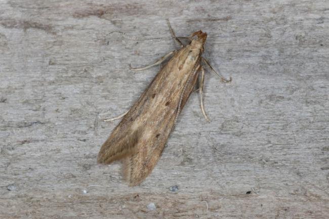 Metzneria lappella, adult. Ouston, 10-07-2016. Copyright Verna Atkinson.