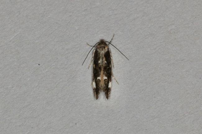 Mompha conturbatella, adult. Ouston, 16-07-2020. Copyright Verna Atkinson.
