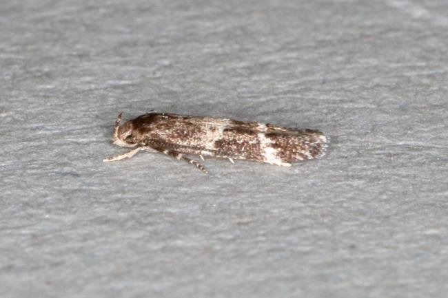 Mompha subbistrigella, adult. Ouston, 26-03-2020. Copyright Verna Atkinson.