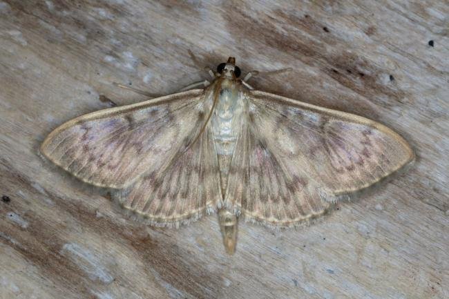Mother of Pearl (Patania ruralis), adult. Ouston, 13-07-2019. Copyright Verna Atkinson.