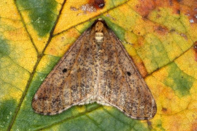 Mottled Umber (Erannis defoliaria), adult. Ouston, 19-10-2015. Copyright Verna Atkinson.